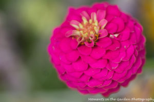 Pink Zinnia before opening