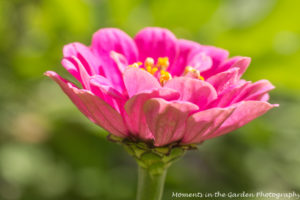 Pink zinnia good