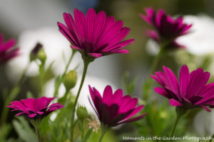 purple-osteospermum