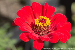 Red zinnia good 2