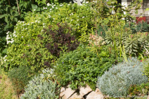 Rockery bed, foliage, white spirea