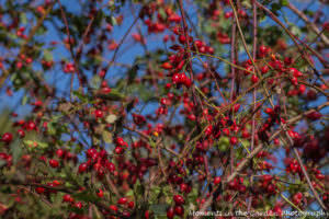 rose-hips