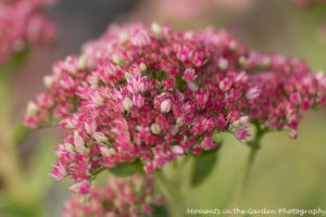 sedum-autumn-joy-close-up