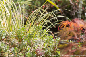 Sedum, ornamental grass