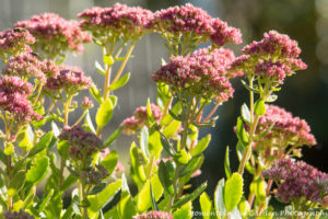 sedums-early-morning