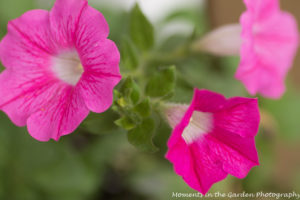 self-seeded-petunias