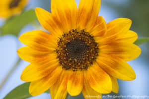 slight-markings-on-sunflower