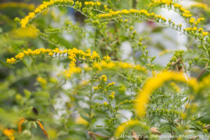 solidago