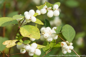 white-berries-good