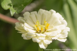 White zinnia