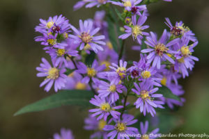 wild-asters-good