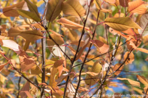 yellow-leaves