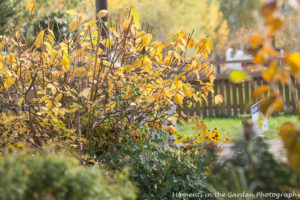 another-view-of-h-paniculata