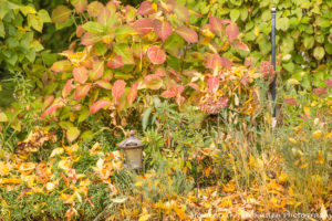 bird-bath-bed-fall