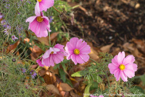 cosmos-still-blooming