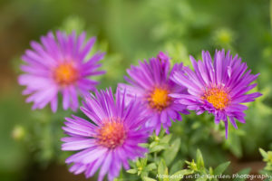 deep-purple-aster2