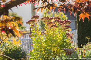 early-morning-sunlight-on-sedums