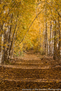 fall-vertical-view-of-avenue-good