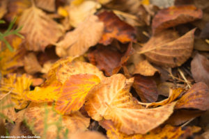 fallen-witch-hazel-leaves-5299