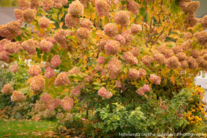 hydrangea-fading