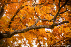 looking-up-at-copper-beach