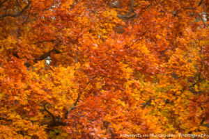 many-colours-copper-beach-tree2