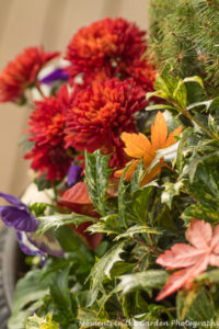 orange-mums-in-fall-planter