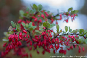 red-berries-good