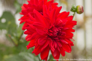 red-dahlias