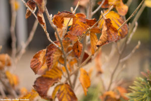 remaining-leaves-on-witch-hazel-5293