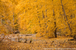 trees-by-creek-fallen-leaves