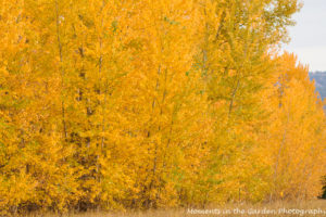 trees-by-field