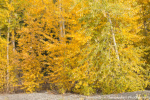 yellow-leaves-on-trees-by-shorts-creek