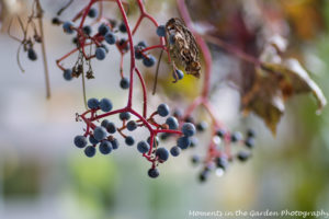 berries-on-virginia-creeper-close-up-5414