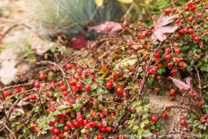 cotoneaster-good-5431