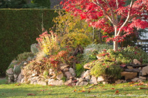 early-morning-view-of-rockery-bed-5455