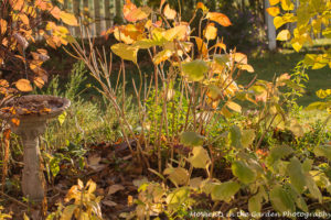 early-sunlight-on-bird-bath-bed-5458