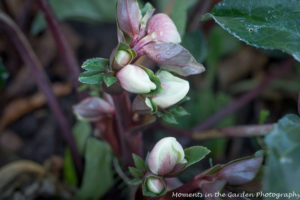 helleborus-christmas-rose-5772