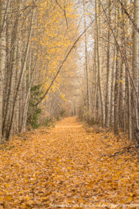 late-fall-the-avenue-minimum-filter-5464