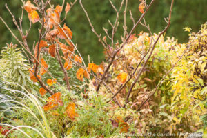 rockery-bed-with-witch-hazel-good-5422