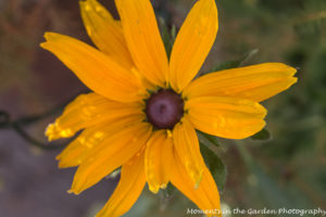 rudbeckia-5878