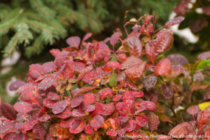 smoke-bush-5424