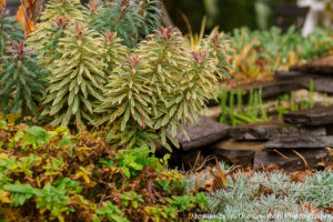 variegated-euphorbia-5427