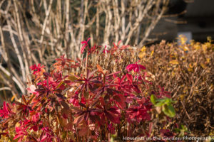 euphorbia-lilac-branches-5988