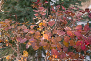 smoke-bush-fir-in-background-5992