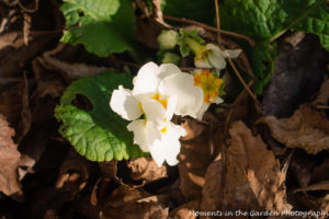 white-primrose-5979