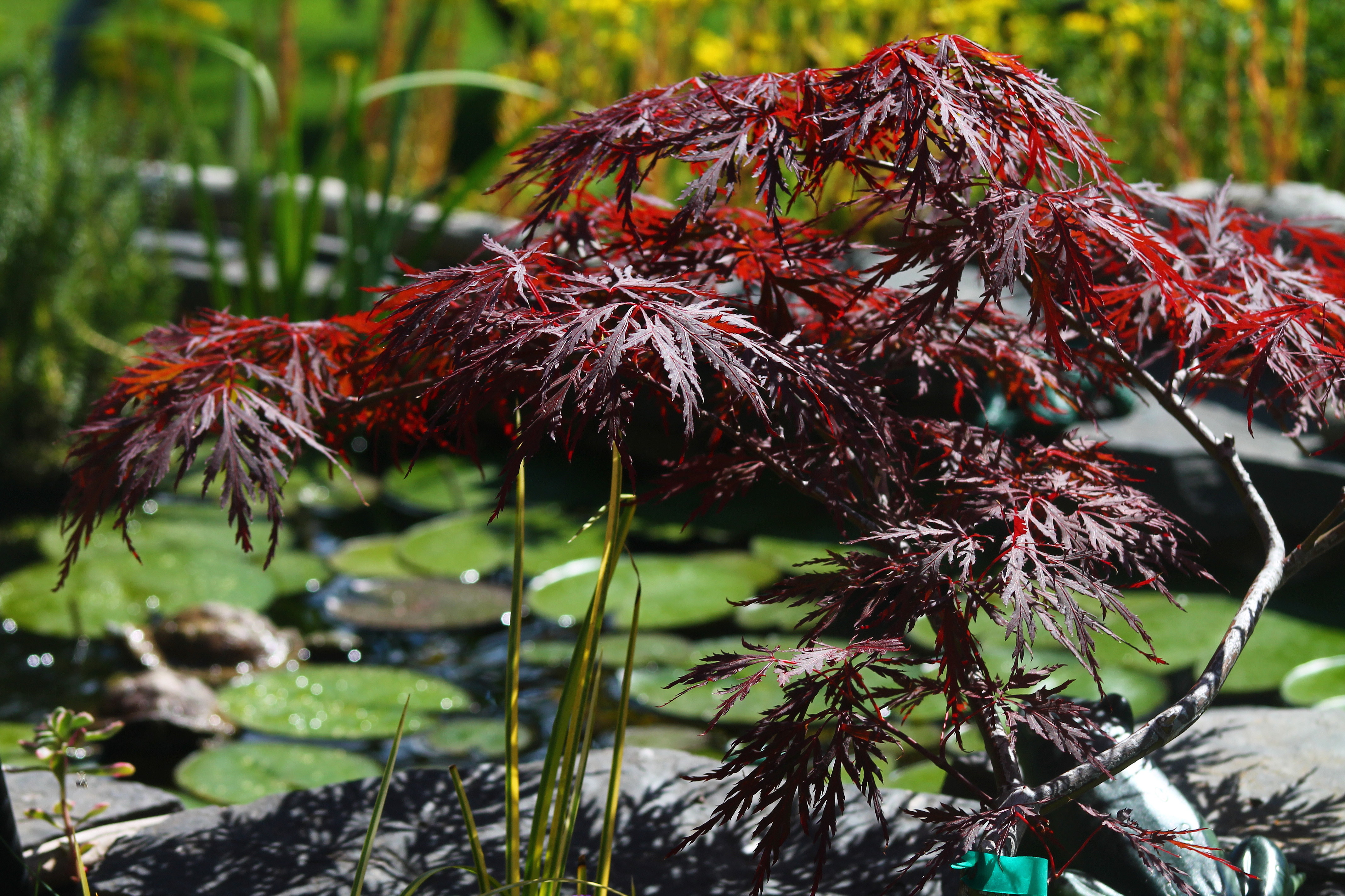 Japanese maple pond area