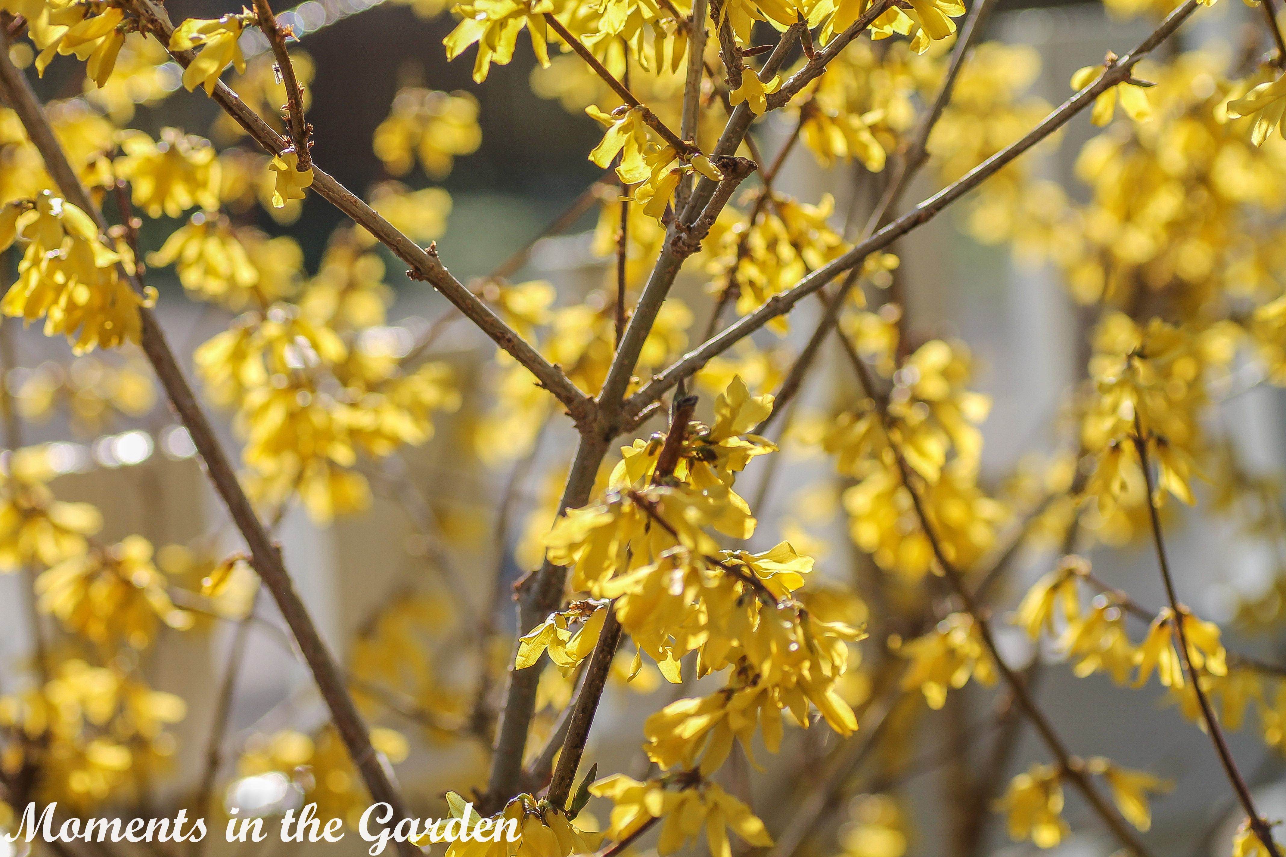 Forsythia in bloom-4267