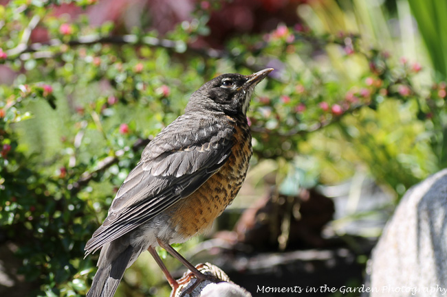 Baby thrush looking up