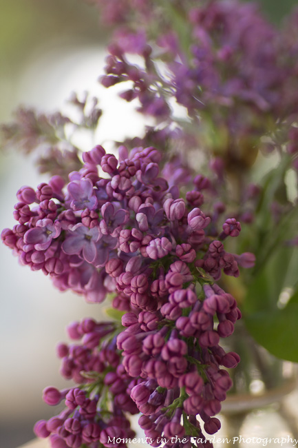 Lilac vertical